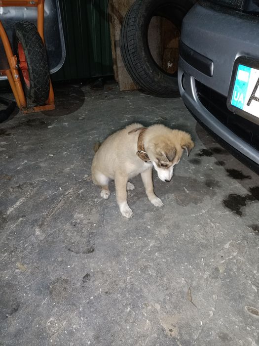 Собачення, дівчинка,3 місяці.