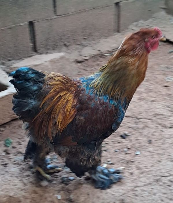 Galos Brahma perdiz