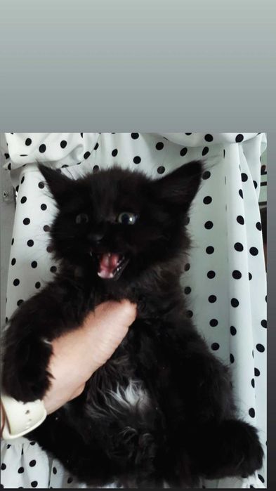 Отдам пушистого черного котенка, 2,5 месяца девочка,