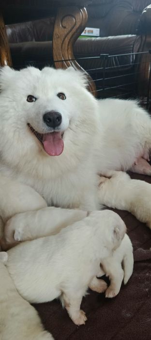 Samoyed szczeniak
