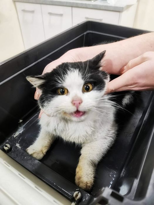 Kochany Majlo szuka miłości