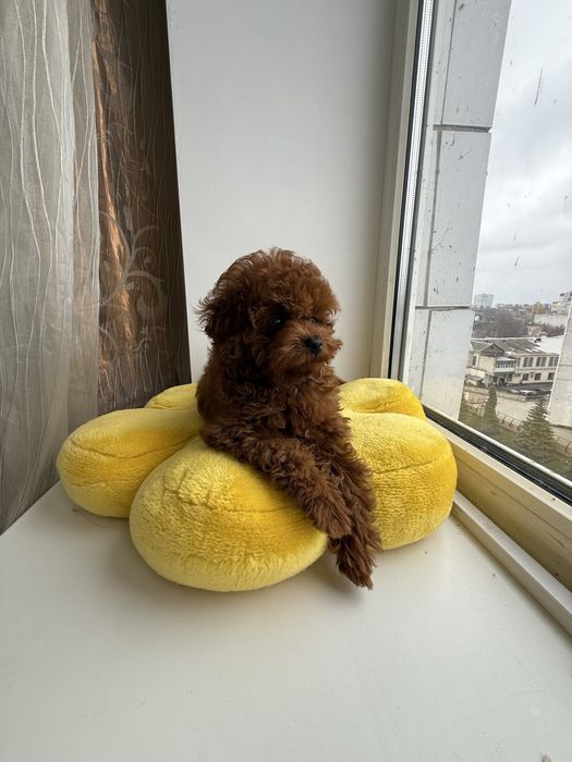 Той пудель тікап, Китай