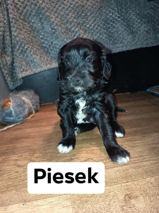 Kochane i urocze szczeniaki