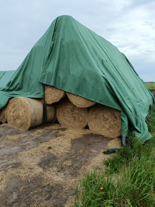 Siano w belach 125/123