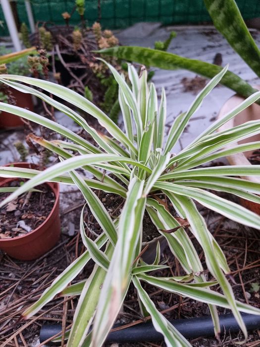 Planta das aranhas