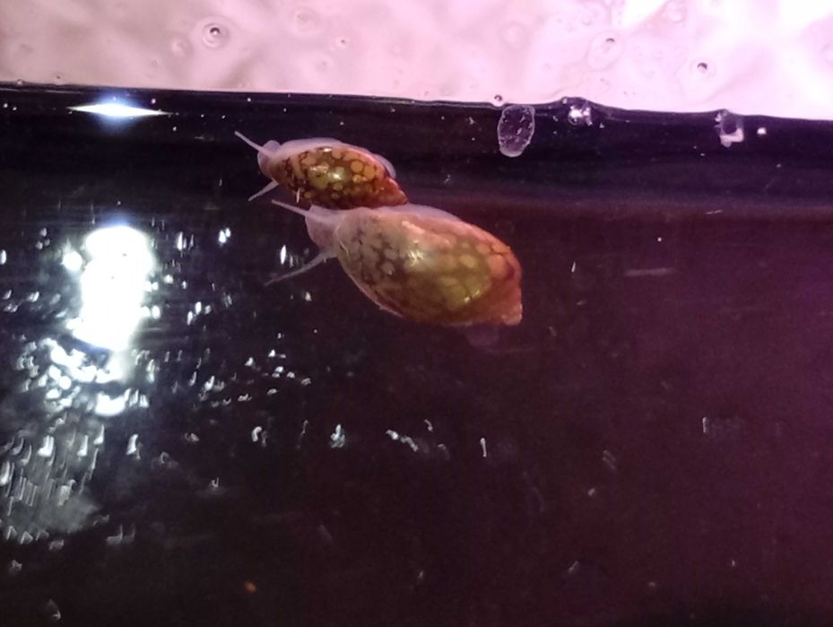 Caracóis de aquário (Caracóis Bexiga)