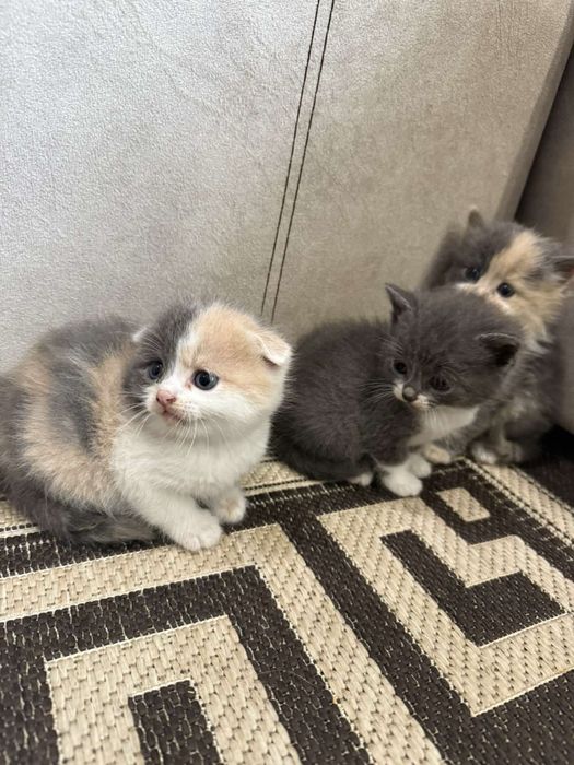 Шотландські весловухі кошенята