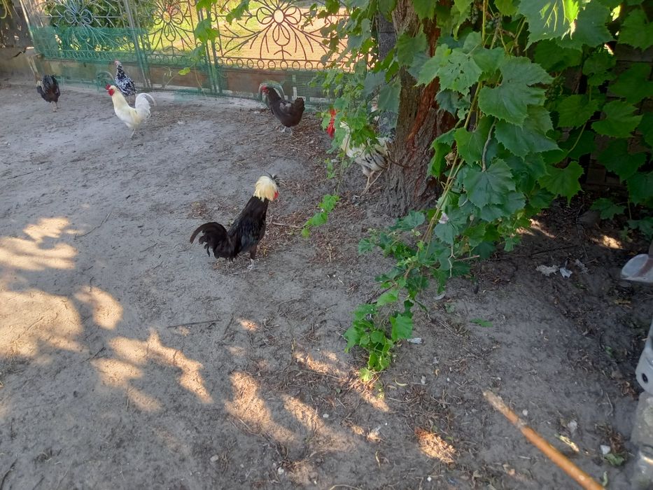 Sprzedam koguty 5 sztuk.