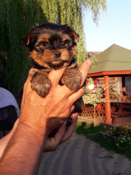 Szczeniak Yorkshire terrier