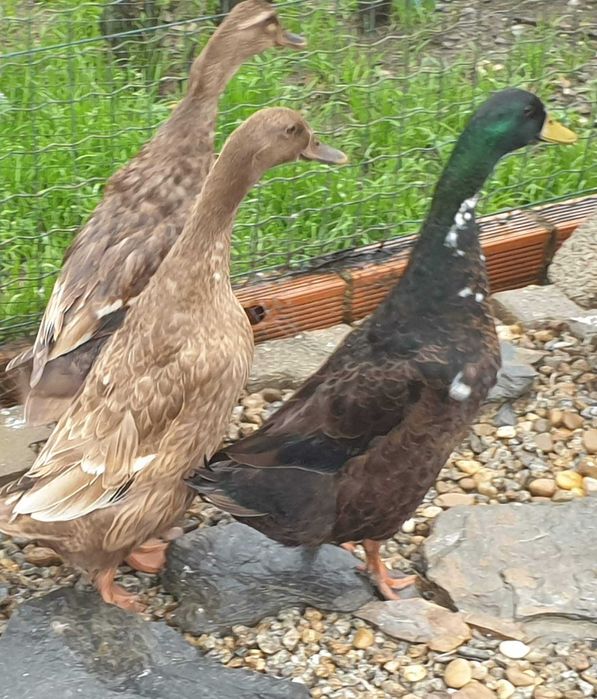 Patos  gansos perus galinhas garnizas