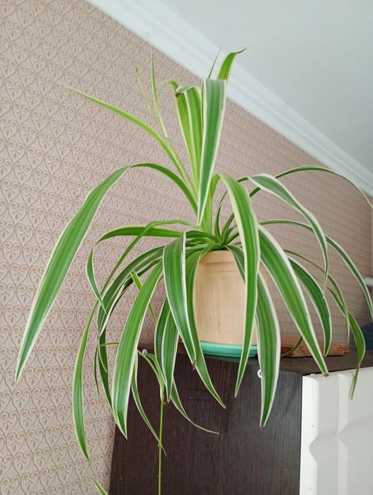 Хлорофитум в полоску