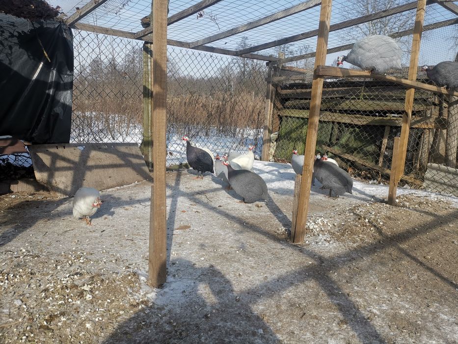 Perliczki młode kolorowe