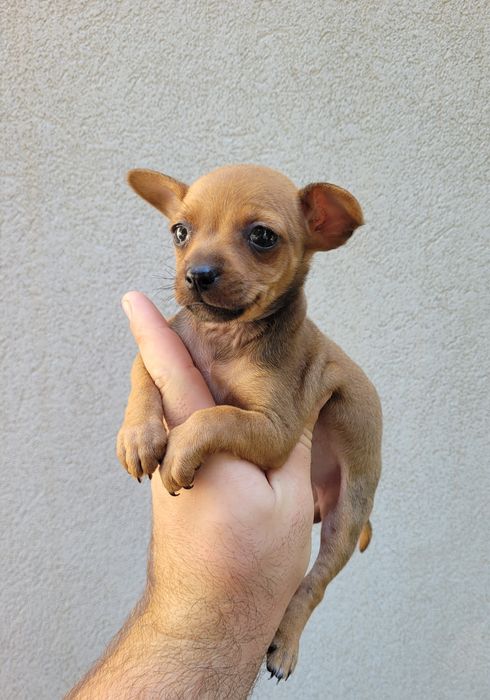 Femea pinscher mini
