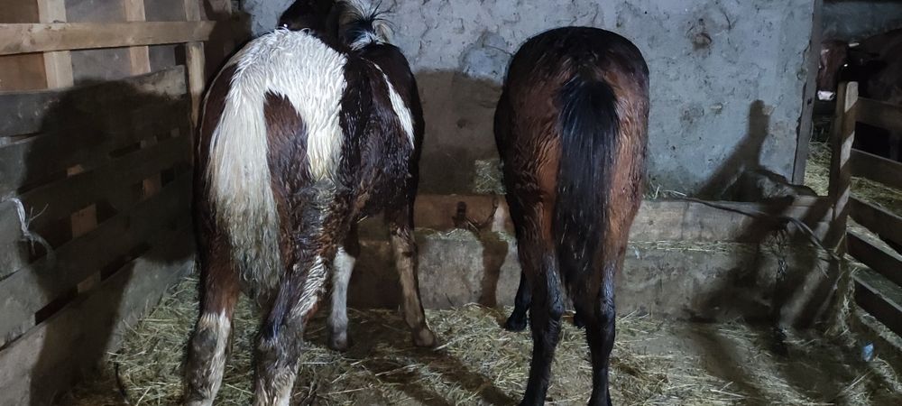 Продам жеребят на хозяйство