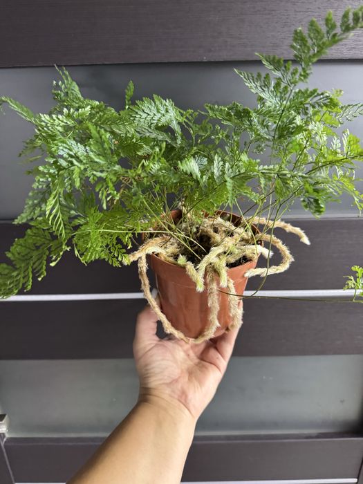 Алое стреліція монстера варієгатна кактус хавортія астрофітум вазон