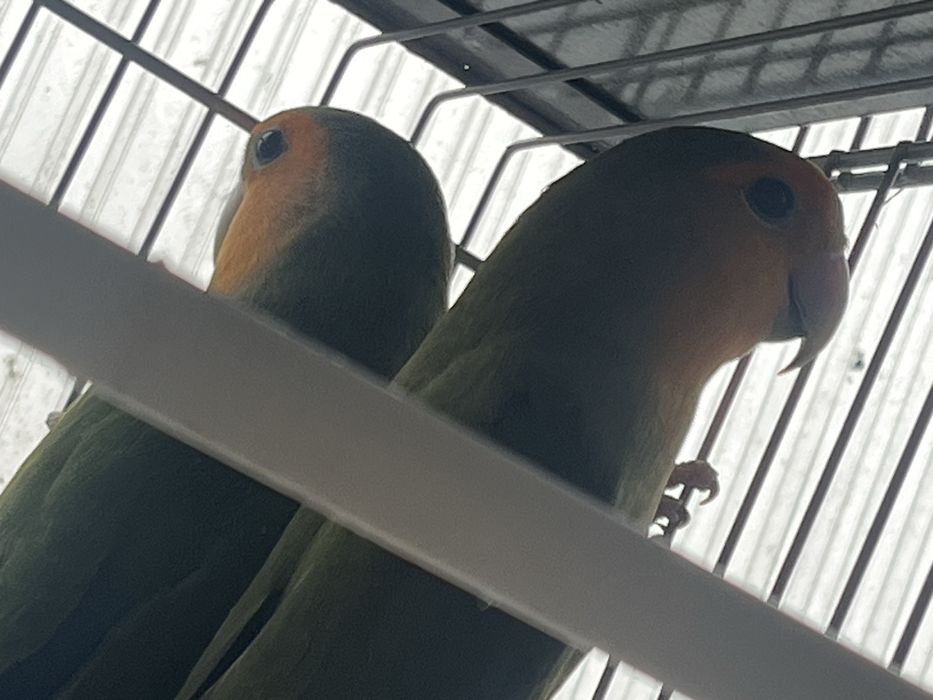 Casal de agapornis e periquitos