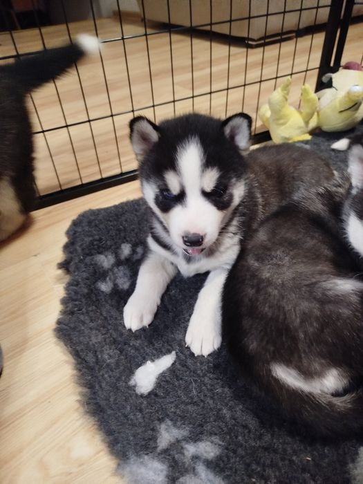 Szczeniaki Siberian husky