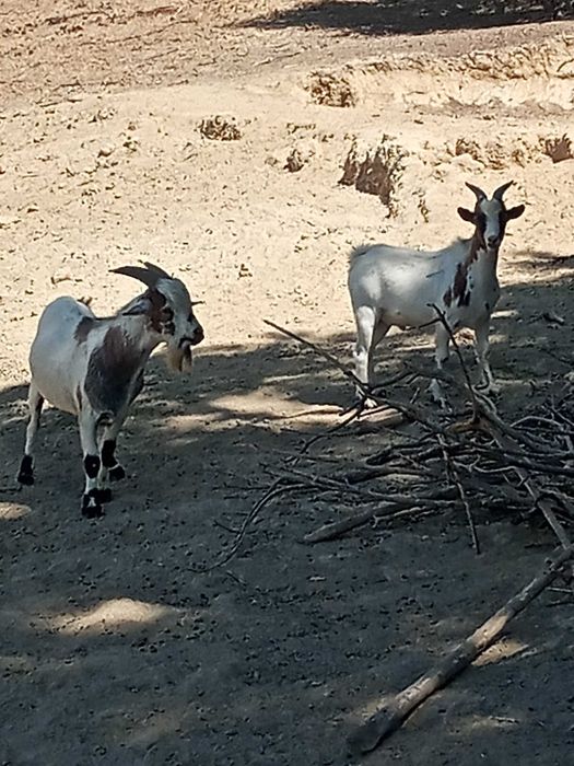 Cabra anã macho já adulto tem um ano e meio