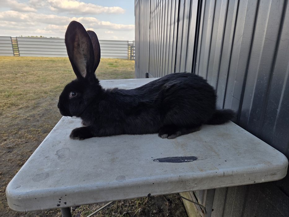 Olbrzym belgijski czarny