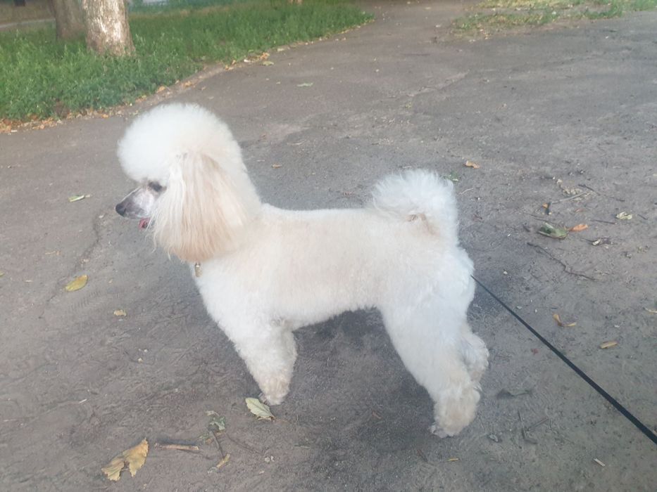 Той пудель в'язка