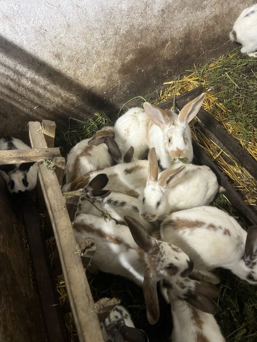 Кролики різних порід