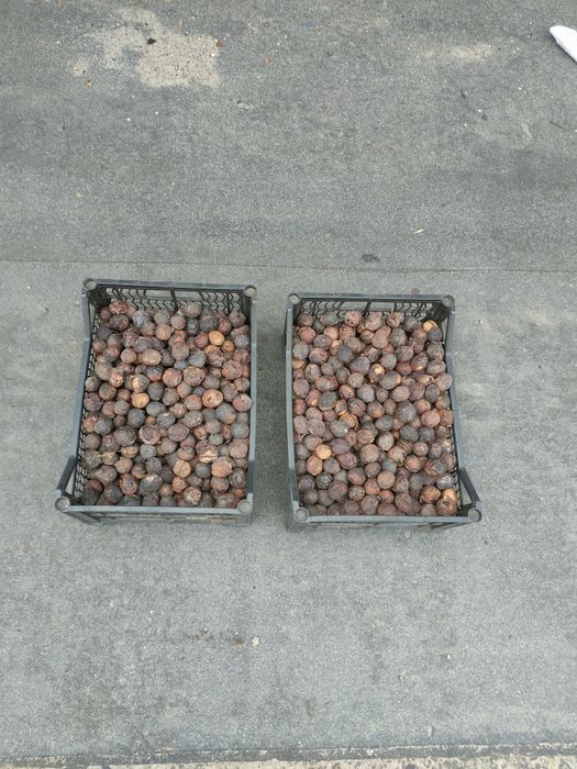 Продам грецкий орех
