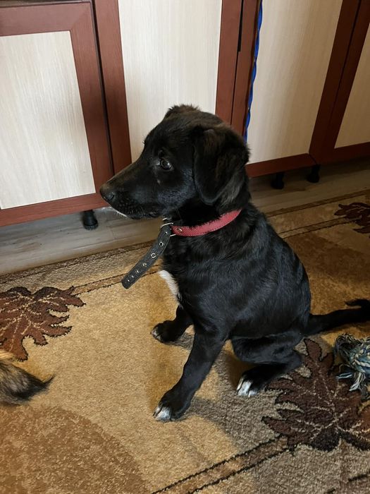 Віддаю собаку і добрі руки. Вік 4 місяця. Сучка