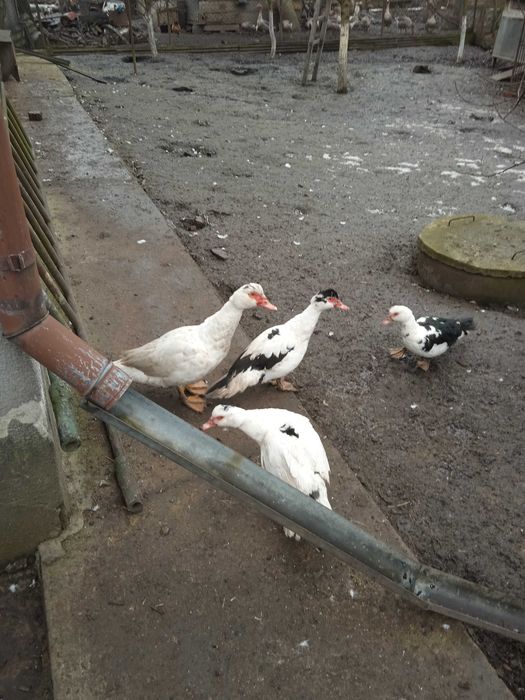 Індокачки на плем'я