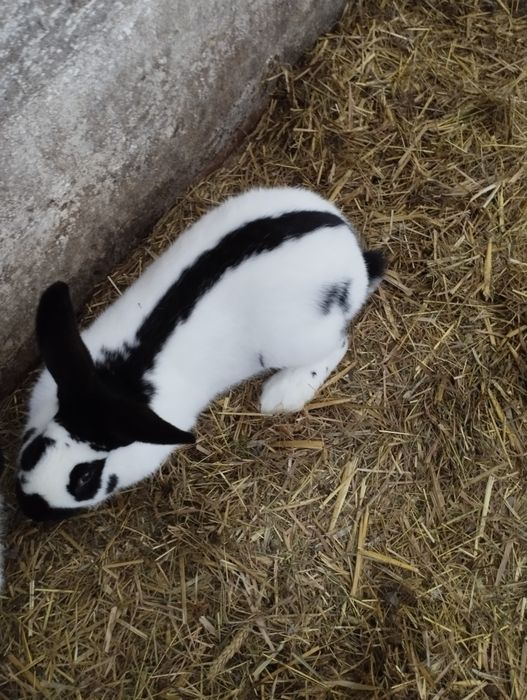 Młode samce srokacz niemiecki