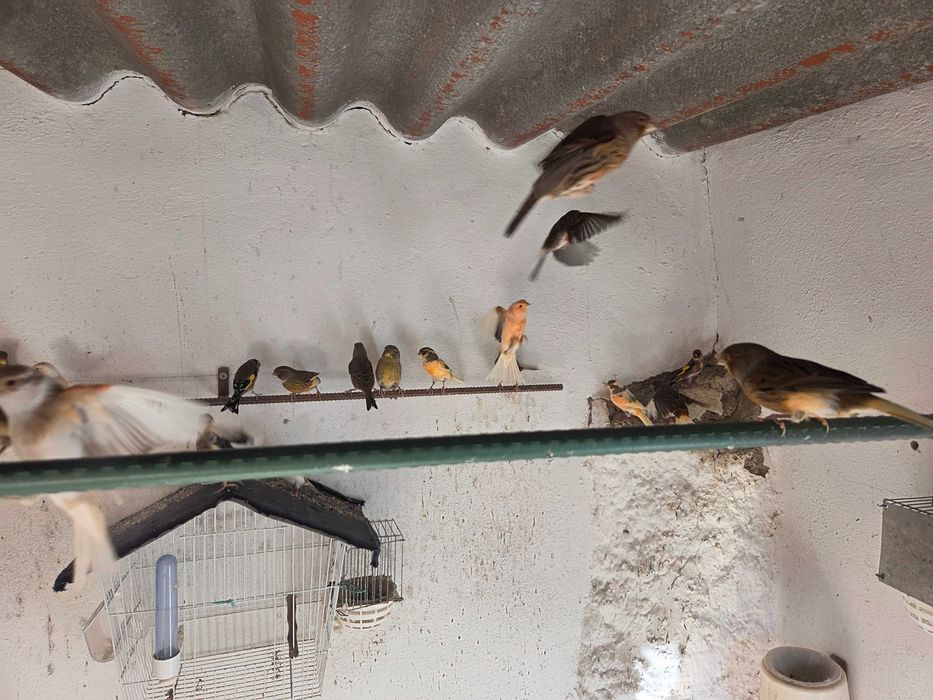 Canários mosaicos vermelhos e variáveis