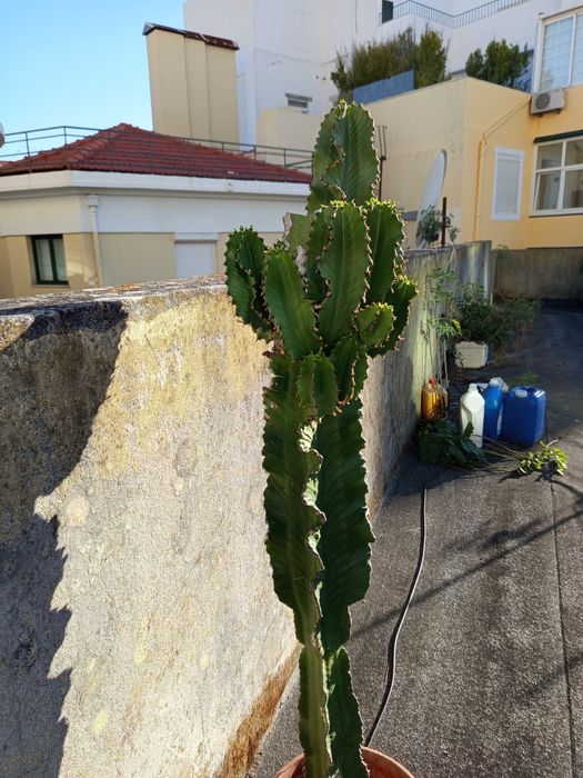 Cacto Candelabro