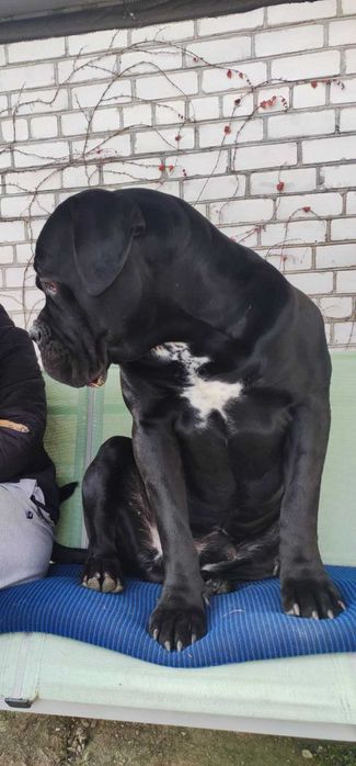 В'язка. Кане корсо. Красень з документами КСУ, чекає свою красуню.