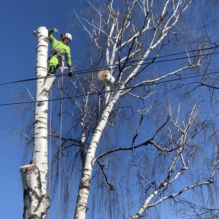Спилить Дерево, Спиляти ДЕРЕВО, Зрізати ДеРево,Санітарна обрізка Дерев