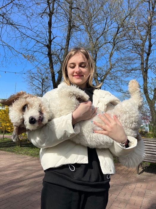 Собака для вязки