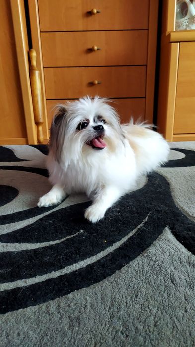 Кавалер шукає своє кохання