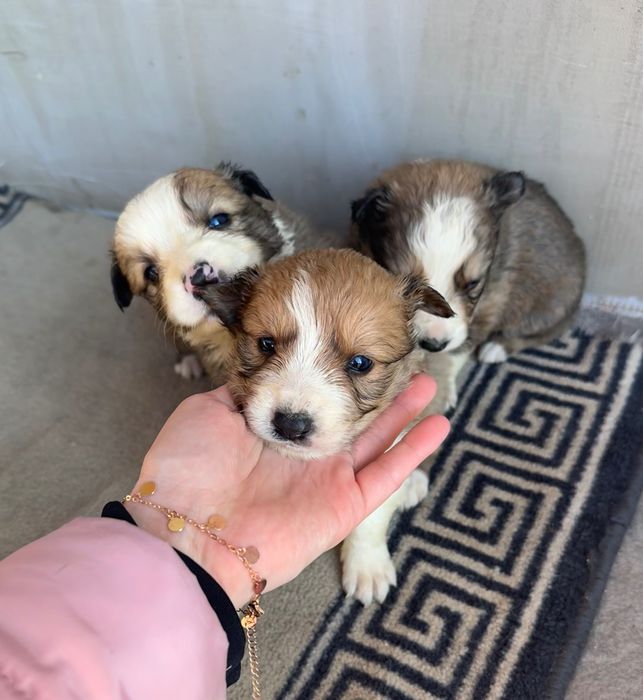 Szczeniaki border collie