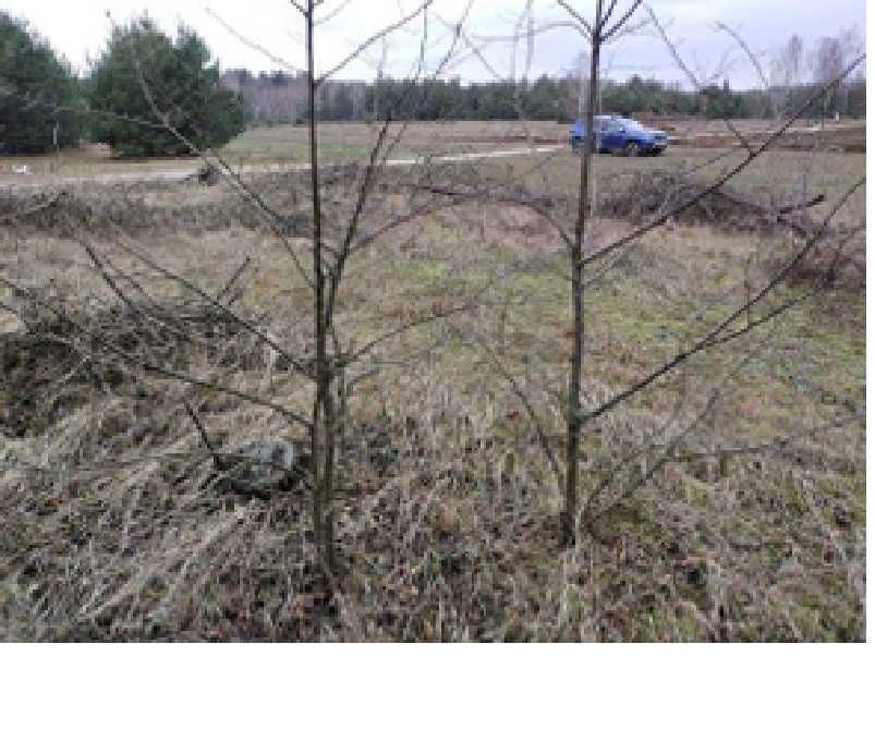 Syndyk sprzeda działki 391 i 392 Bagienice Wielkie, gmina Chorzele