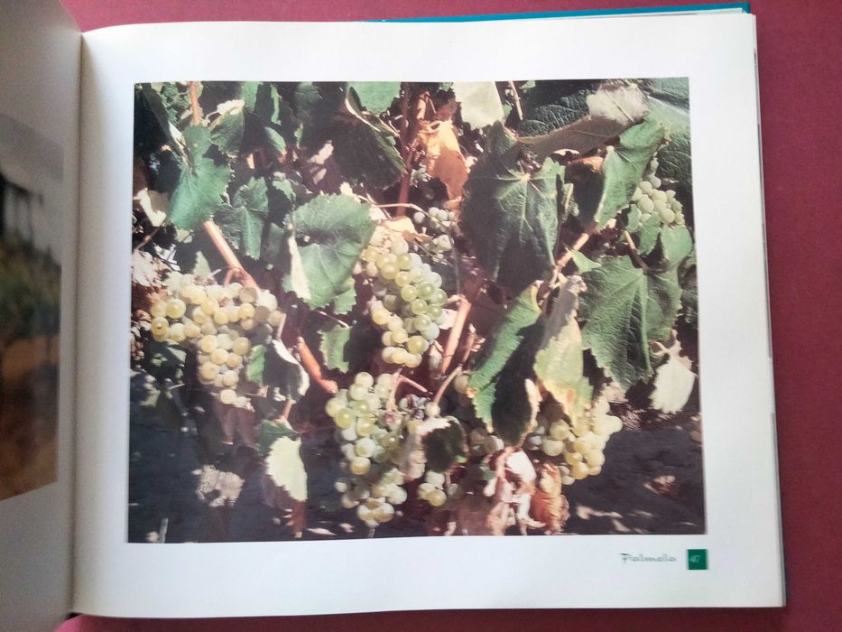 Palmela Sobre Todas, Mais Alta e Formosa - António Matos Fortuna