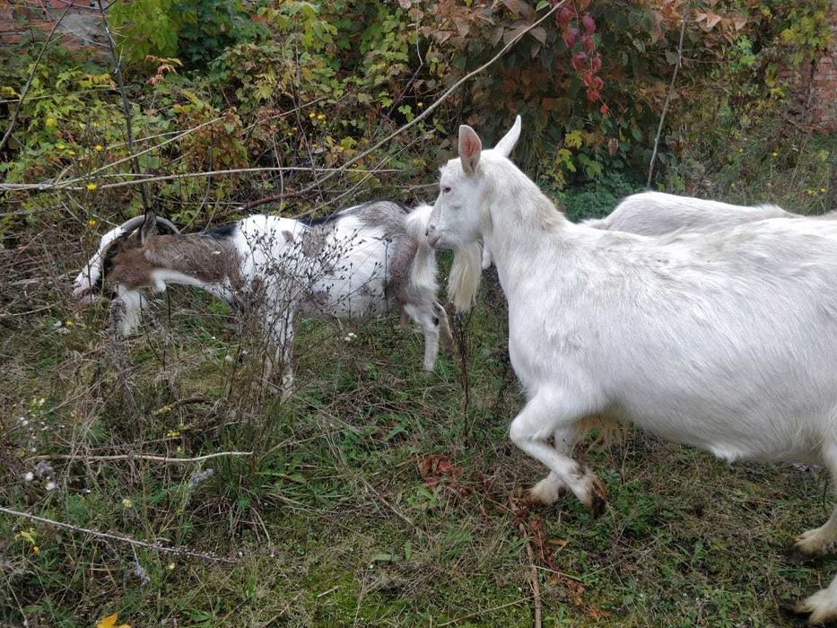 Продаються кози.