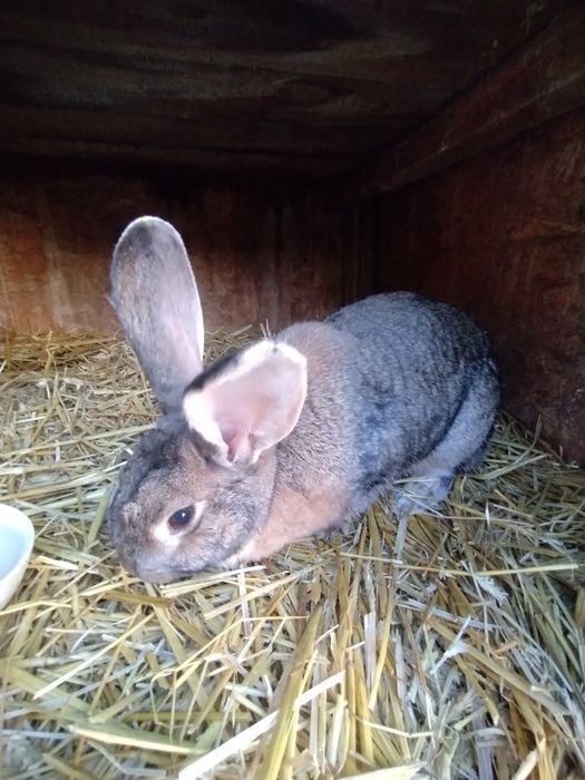 Króliki Samce i samice