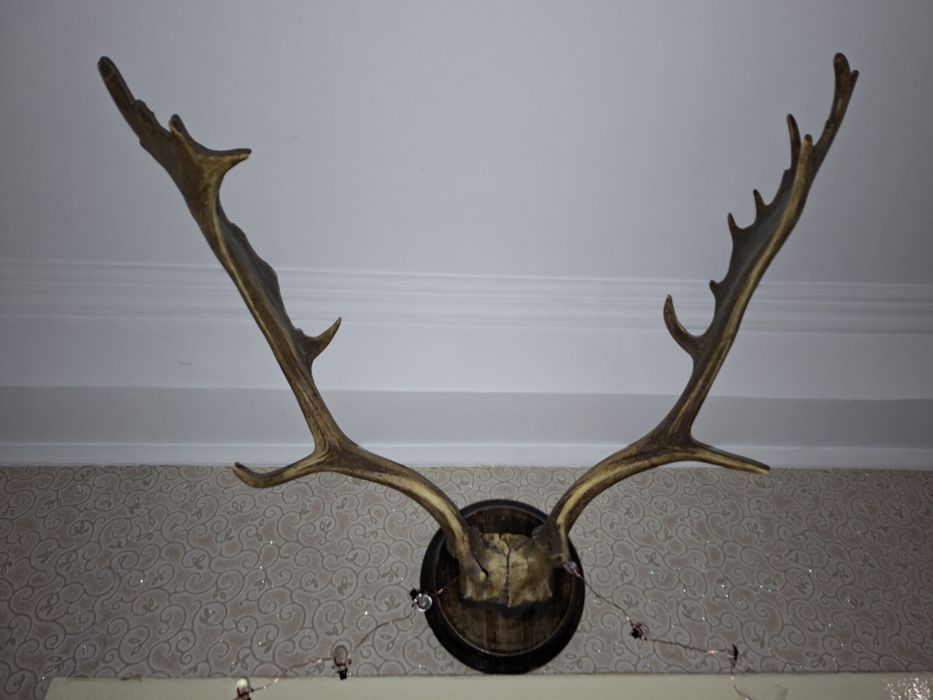 Роги оленя натуральні