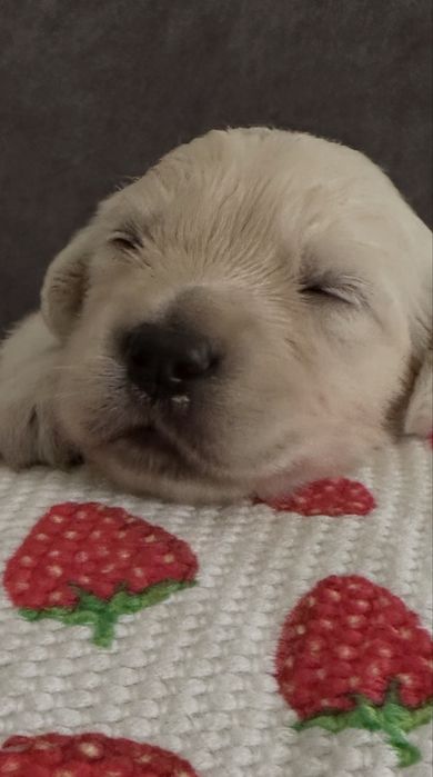 Golden retriever piesek z rodowodem FCI/ ZKwP