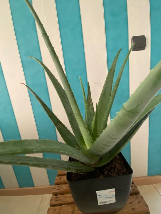 Aloé Vera xarope cato