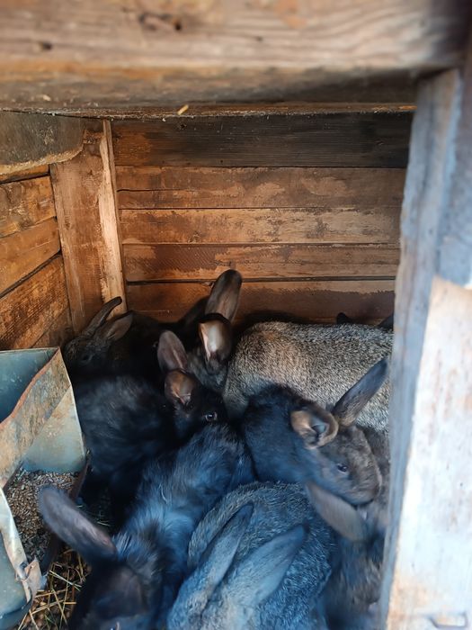Кролики , кроленята