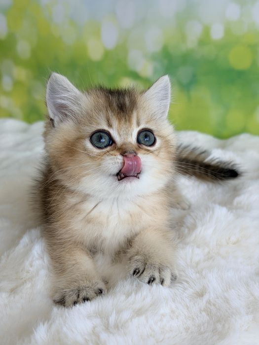 Мальчик няшка британские котята