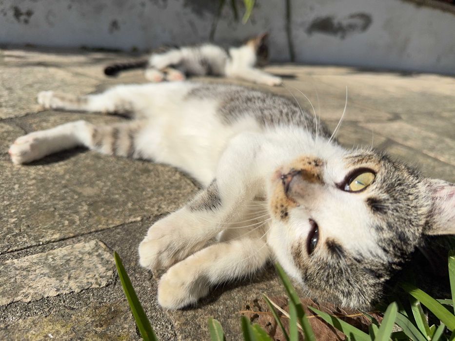 Duas Gatinhas para Adoção Responsável