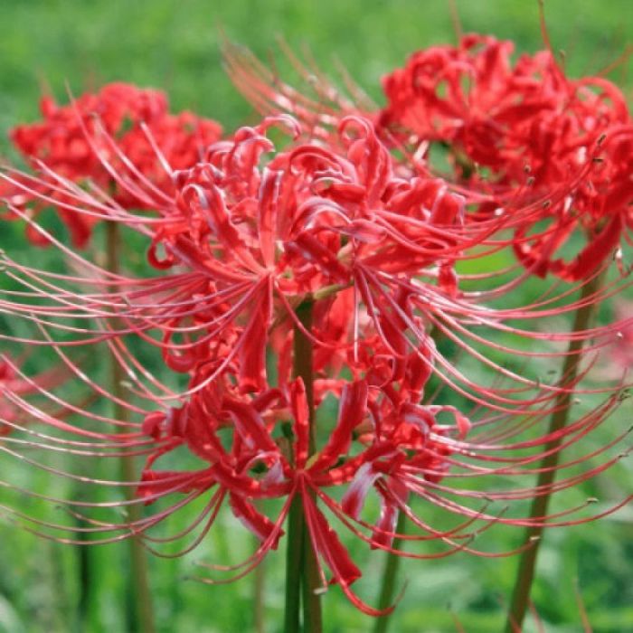 Зефірантес,лікорис і різні другі рослини