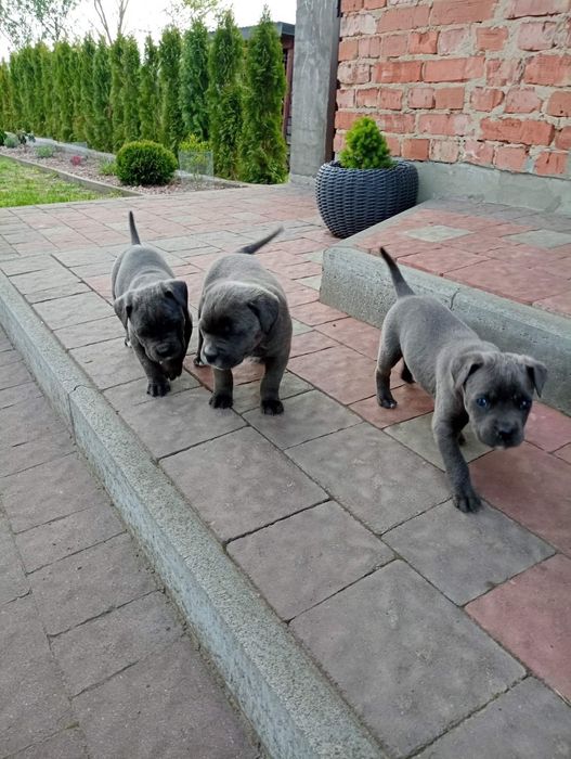 Продам цуценят Кане корсо