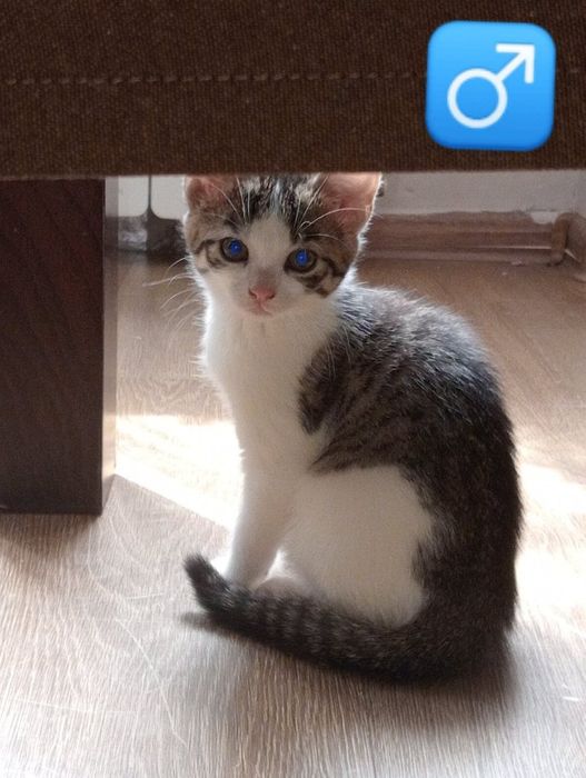 Kociaki do adopcji