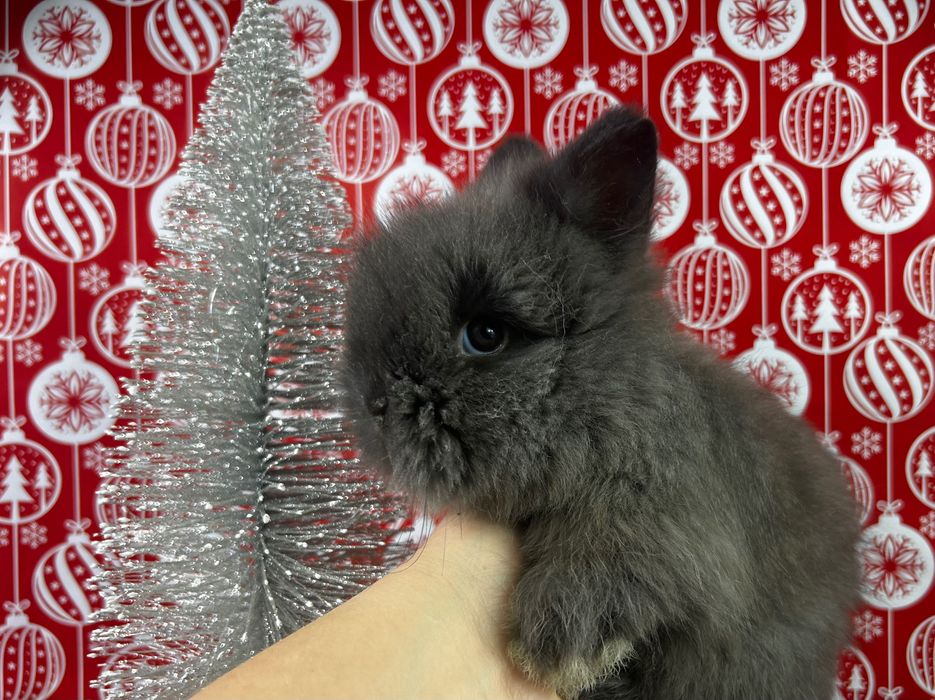 Piękne malutkie karzełki teddy karzełek teddy  mini teddy miniaturowe